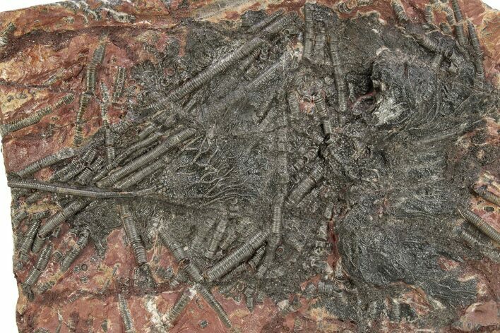 Silurian Fossil Crinoid (Scyphocrinites) Plate - Morocco #255678